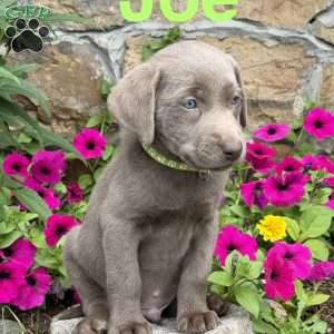 Joe, Silver Labrador Retriever Puppy